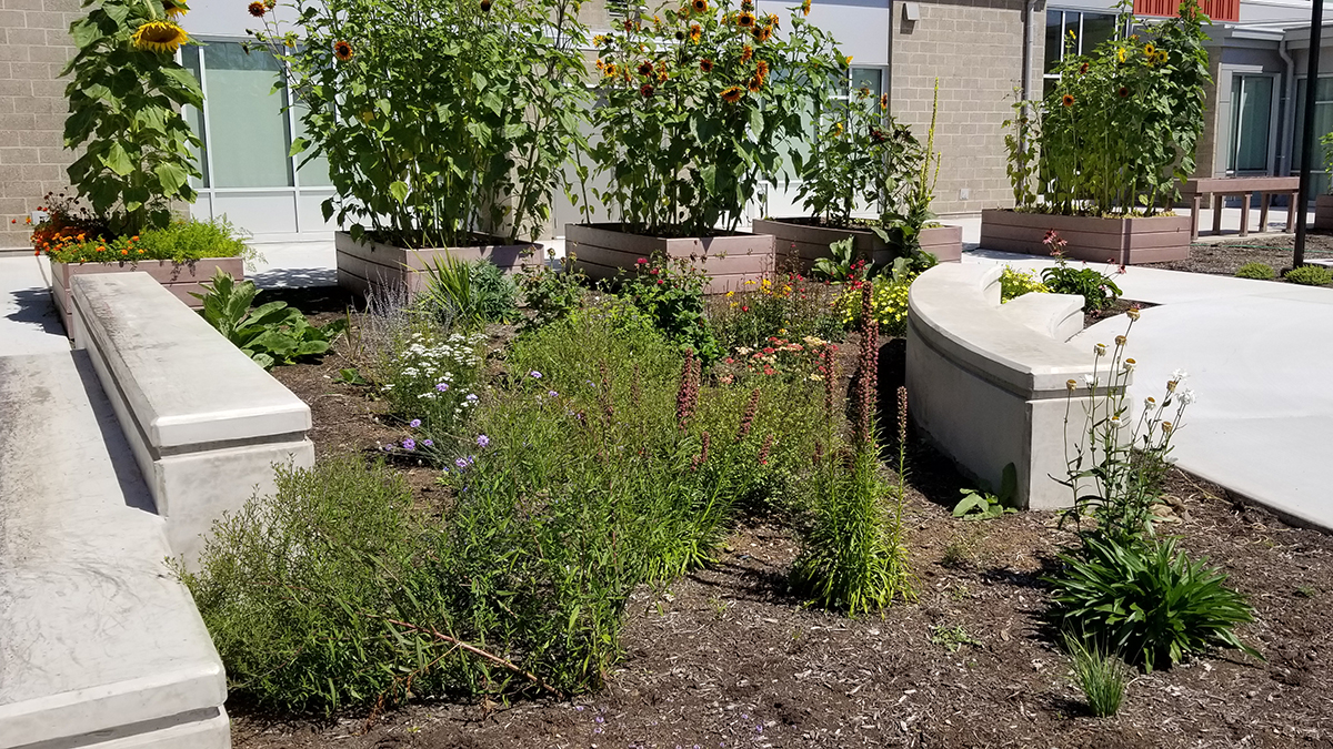 A butterfly garden with native plants in the learning courtyard at Ogden Elementary school in Vancouver, Washington.