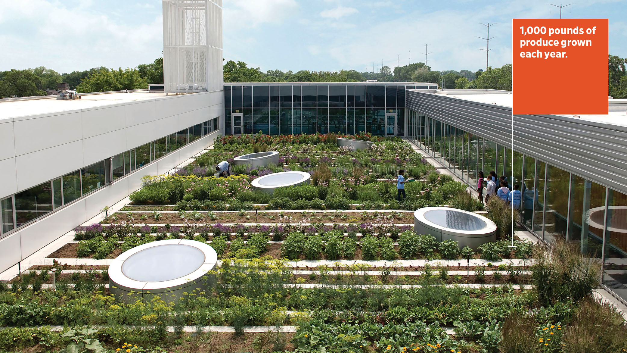 Surrounded on all sides by a ring of classroom buildings, the garden provides refreshing views for students circulating through the building.