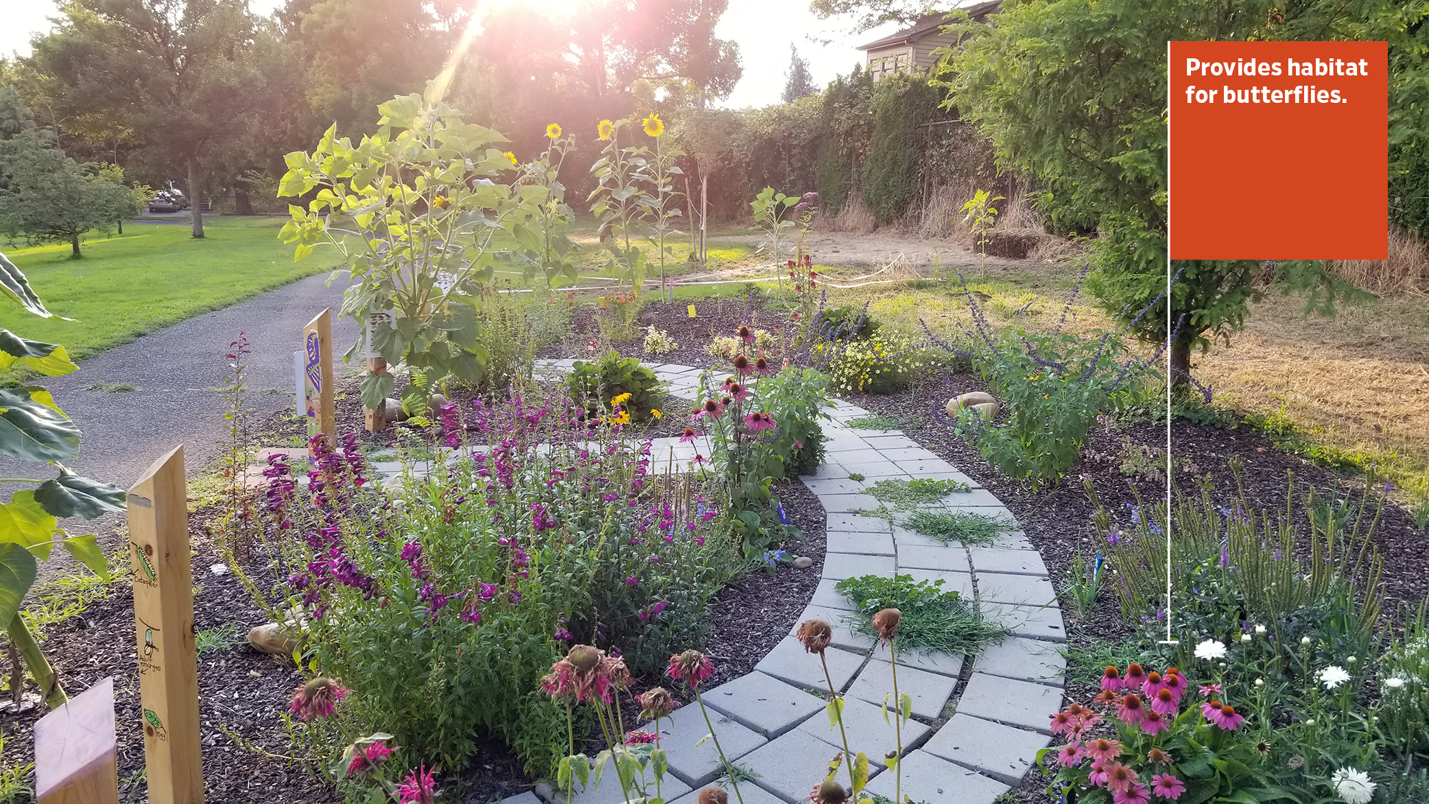 At Hough Elementary School in Vancouver, Washington, a garden was designed to provide habitat for butterflies, bees, and other insect pollinators.