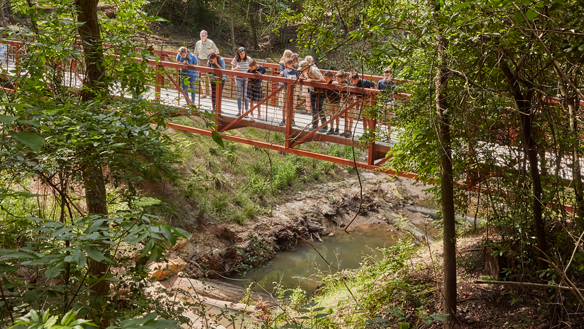 A group of visitors to the Houston Arboretum and Nature Center stands on a bridge observing the restored ravine ecosystem.